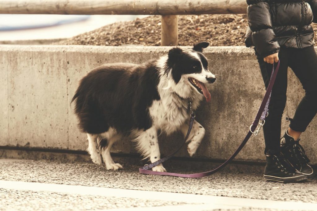 Persona que sostiene la correa del perro mientras está de pie en una carretera de cemento