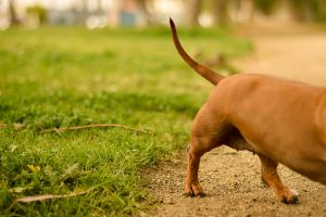 Perro marrón paseando tranquilamente por un extenso campo verde