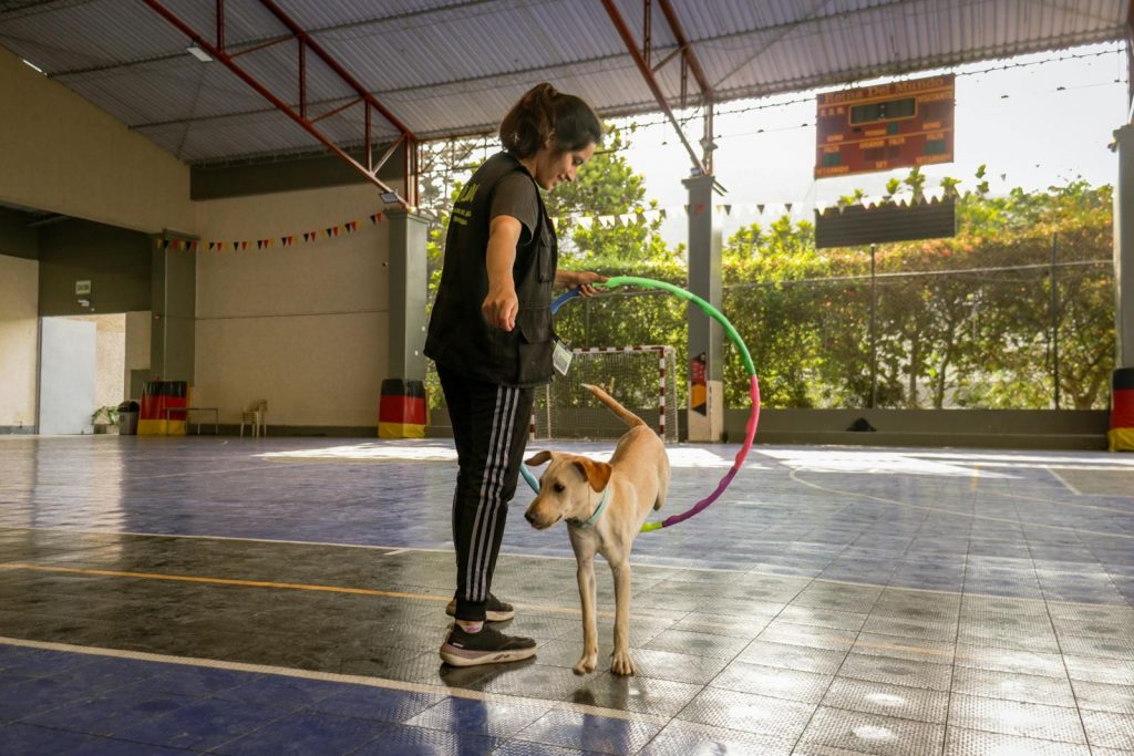 Entrenador ayudando a un perro a saltar a través de un aro durante una sesión de entrenamiento